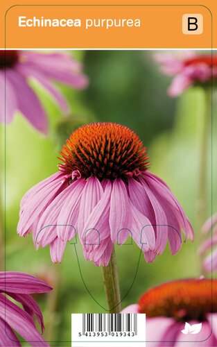 Vips Echinacea purpurea - Zonnehoed - afbeelding 1