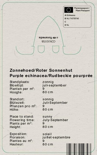 Vips Echinacea purpurea - Zonnehoed - afbeelding 2