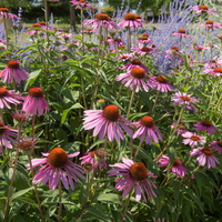 Vips Echinacea purpurea - Zonnehoed - afbeelding 3