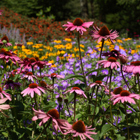 Vips Echinacea purpurea - Zonnehoed - afbeelding 4