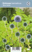 Vips Echinops bannaticus Blue Globe - Kogeldistel - afbeelding 1