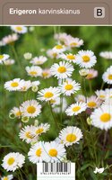 Vips Erigeron karvinskianus - Fijnstraal - afbeelding 1