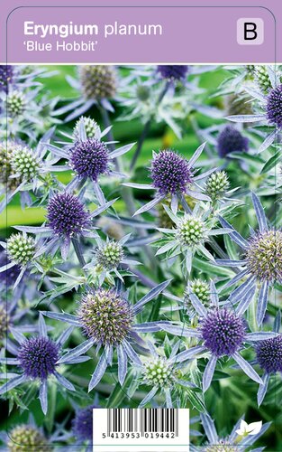 Vips Eryngium planum Blue Hobbit - Kruisdistel - afbeelding 1