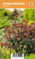 Vips Euphorbia amygdaloides Purpurea - wolfsmelk - afbeelding 1