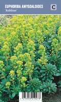Vips Euphorbia amygdaloides 'Robbiae' - Wolfsmelk - afbeelding 1