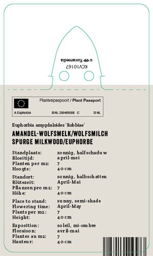 Vips Euphorbia amygdaloides 'Robbiae' - Wolfsmelk - afbeelding 2