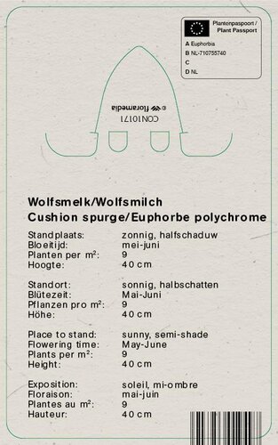 Vips Euphorbia polychroma - Wolfsmelk - afbeelding 2