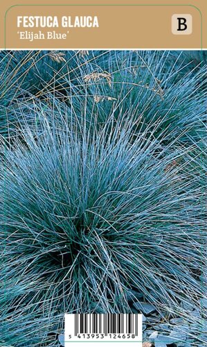 Vips Festuca glauca Elaijh Blue - Blauw schapengras - afbeelding 1