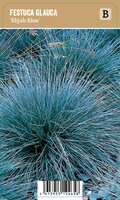 Vips Festuca glauca Elaijh Blue - Blauw schapengras - afbeelding 1