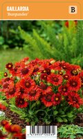 Vips Gaillardia Burgunder - Kokardebloem Goblin - afbeelding 1