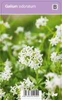 Vips Galium odoratum - Lieve-vrouwe-bedstro - afbeelding 1