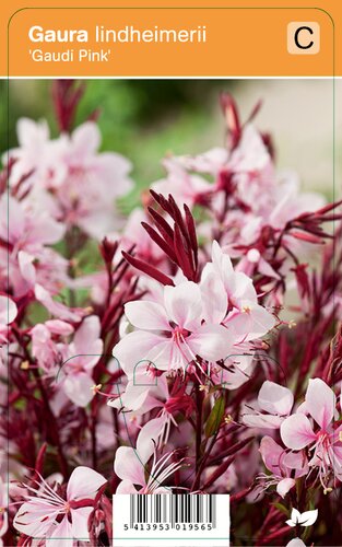 Vips Gaura lindheimerii Gaudi Pink - Prachtkaars - afbeelding 1