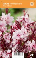 Vips Gaura lindheimerii Gaudi Pink - Prachtkaars - afbeelding 1