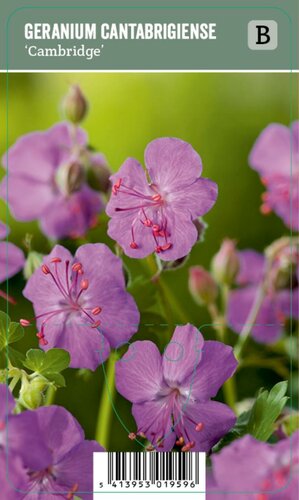 Vips Geranium cantabrigiense Cambridge - Ooievaarsbek - afbeelding 1