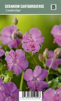 Vips Geranium cantabrigiense Cambridge - Ooievaarsbek - afbeelding 1