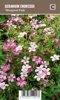 Vips Geranium endressii Wargrave Pink - Ooievaarsbek - afbeelding 1