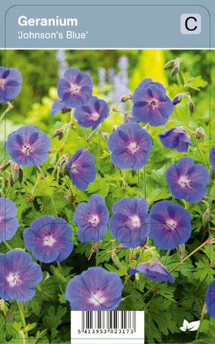 Vips Geranium Johnsons Blue - Ooievaarsbek - afbeelding 1