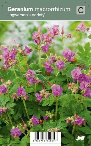 Vips Geranium macrorrhizum Ingwersen's Variety - Ooievaarsbek - afbeelding 1