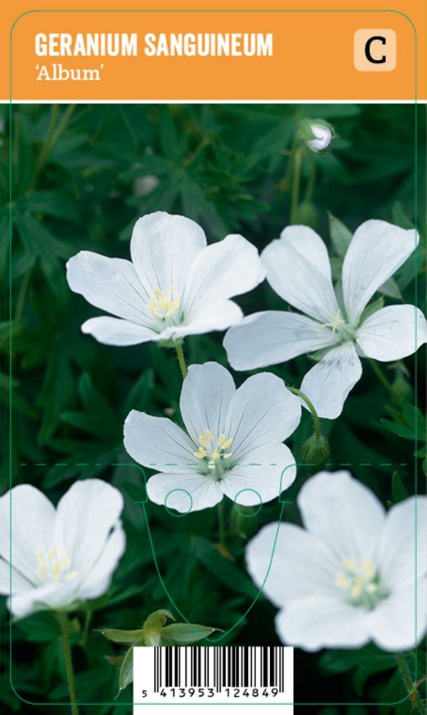 Vips Geranium sanguineum Album Ooievaarsbek