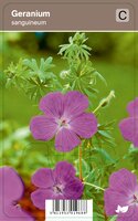 Vips Geranium sanguineum - Bloed-ooievaarsbek - afbeelding 1