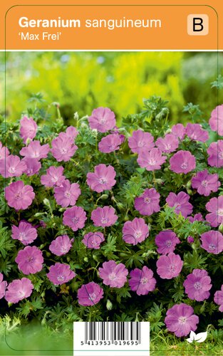 Vips Geranium sanguineum Max Frei - Ooievaarsbek - afbeelding 1