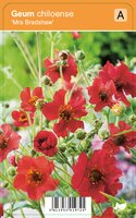 Vips Geum chiloense Mrs. Bradshaw - Nagelkruid - afbeelding 1