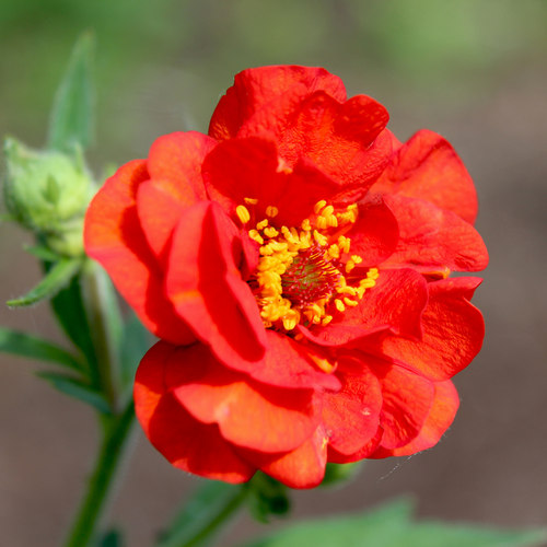 Vips Geum chiloense Mrs. Bradshaw - Nagelkruid - afbeelding 3