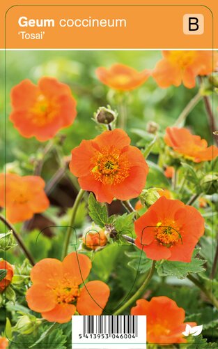 Vips Geum coccineum Tosai - Nagelkruid - afbeelding 1