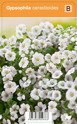 Vips Gypsophila cerastioides - Gipskruid - afbeelding 1