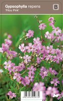 Vips Gypsophylla repens Filou Pink - Kruipend gipskruid - afbeelding 1