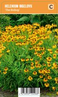 Vips Helenium bigelovii The Bishop - Zonnekruid - afbeelding 1