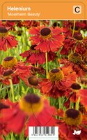 Vips Helenium Moerheim Beauty - Zonnekruid - afbeelding 1