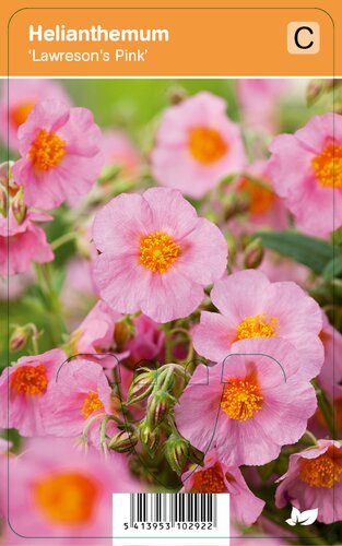 Vips Helianthemum Lawresons Pink - Zonneroosje - afbeelding 1