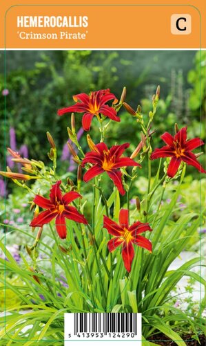 Vips Hemerocallis Crimson Pirate - Daglelie - afbeelding 1