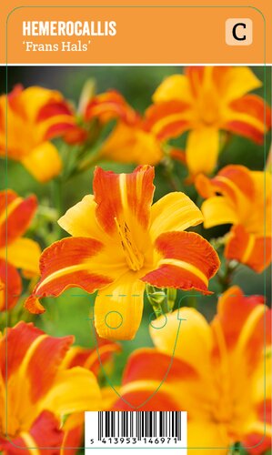 Vips Hemerocallis Frans Hals - Daglelie - afbeelding 1