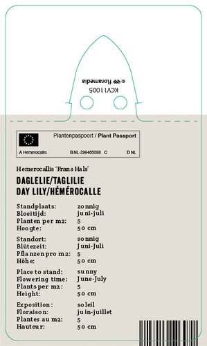 Vips Hemerocallis Frans Hals - Daglelie - afbeelding 2