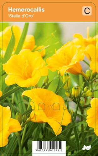 Vips Hemerocallis Stella d’Oro - Daglelie - afbeelding 1