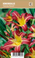 Vips Hemmerocallis Sammy Russel - Daglelie - afbeelding 1