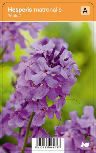Vips Hesperis matronalis Violet - Damastbloem - afbeelding 1