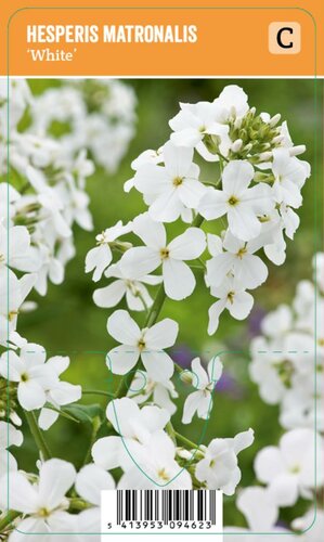 Vips Hesperis matronalis White - Witte damastbloem - afbeelding 1
