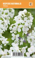 Vips Hesperis matronalis White - Witte damastbloem - afbeelding 1