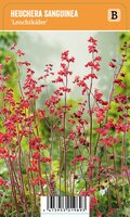 Vips Heuchera sanguinea Splendens - Purperklokje - afbeelding 1