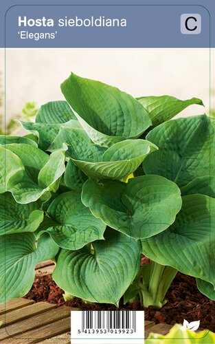 Vips Hosta sieboldiana Elegans - Hartlelie - afbeelding 1