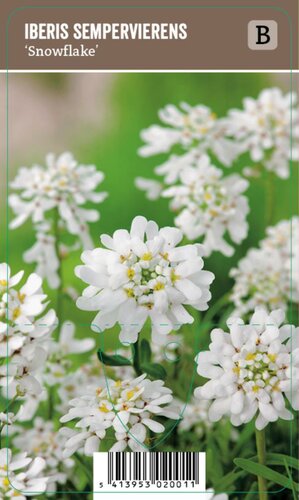 Vips Iberis sempervirens Snowflake - Scheefkelk - afbeelding 1