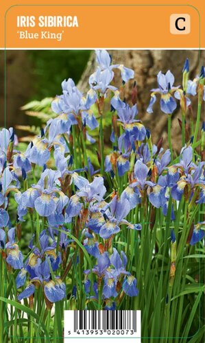 Vips Iris sibirica Blue King - Siberische Lis - afbeelding 1
