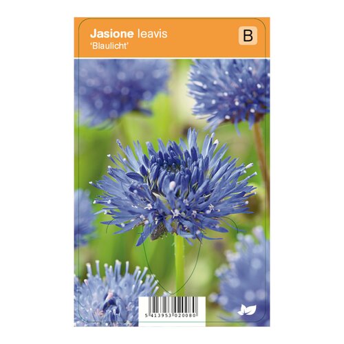 Vips Jasione leavis blaulicht - Zandblauwtje