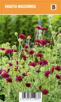 Vips Knautia macedonica - beemdkroon - afbeelding 1