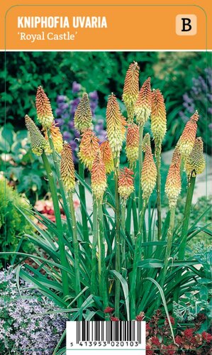 Vips Kniphofia uvaria Royal Castle - Vuurpijl, fakkellelie - afbeelding 1