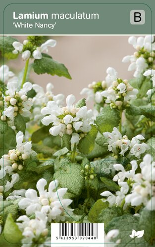 Vips Lamium maculatum White Nancy - Gevlekte dovenetel - afbeelding 1