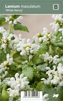 Vips Lamium maculatum White Nancy - Gevlekte dovenetel - afbeelding 1